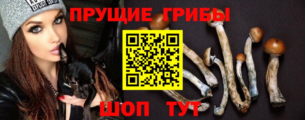 Псилоцибиновые грибы Cubensis Алексеевка